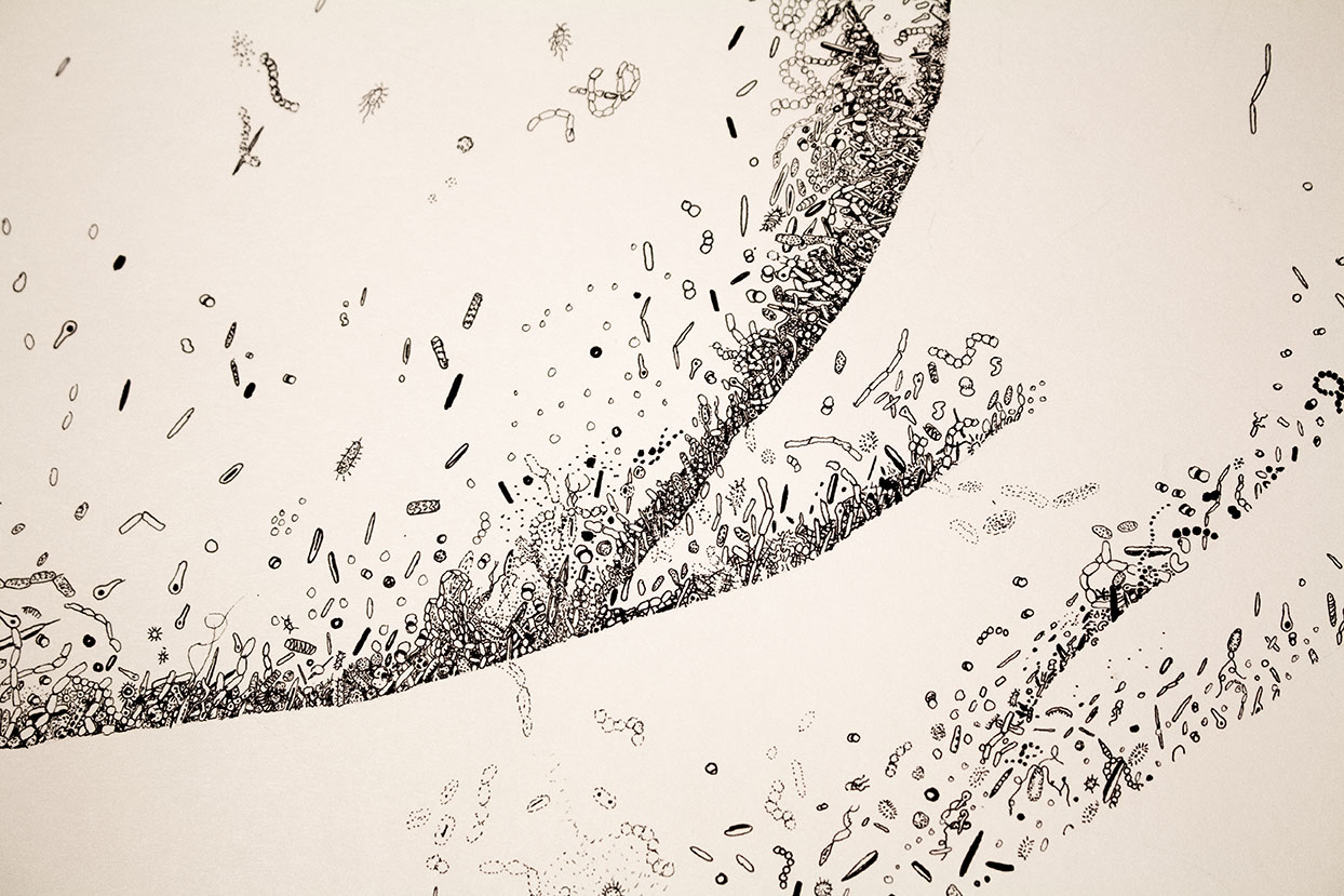 2_ks_corpusinteriusenlargeddetail